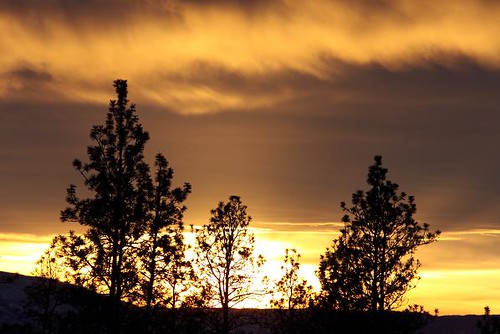 trees sunset sky orange sun white black tree silhouette yellow pine forest gold grey golden glow shine gray silhouettes sunsets pines getty glowing shining forests gettyimages