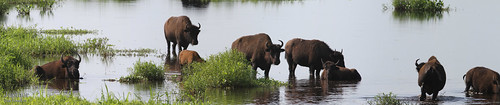 panoramic bison lachuatrail alachuacounty paynesprairiestatepark