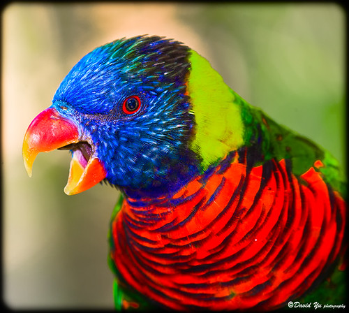 colorful parrot sfbay sfist colorphotoaward