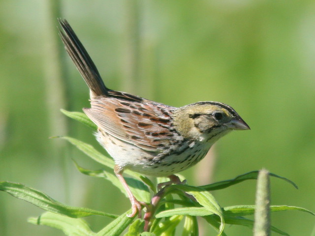 Henslow's Sparrow SOOC crop 2-20100630