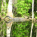 Alligator Canal   DSCN3318