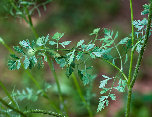 al pennsylvania herb daucuscarota queenanneslace eurasia elverson wildcarrot l61 chesterco rb864