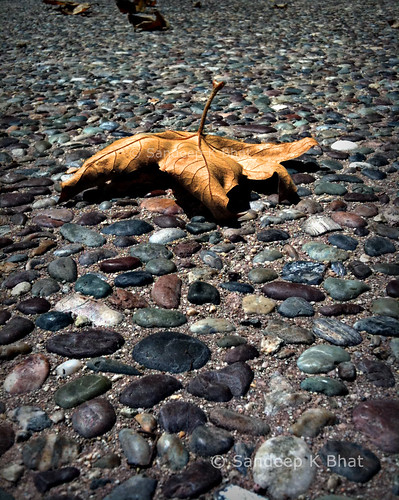 life dead concrete leaf sand pavement dry ground pebbles walkway fallen dust genesis ucsb 3gs iphone genesis319