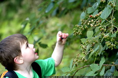picking blackberries 