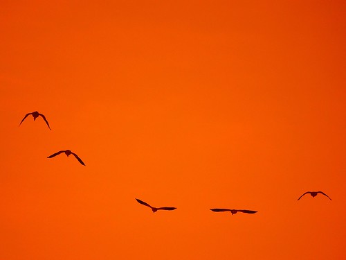 sunset orange sunlight bird animal evening flying goose activity singlecolor timeofday five5