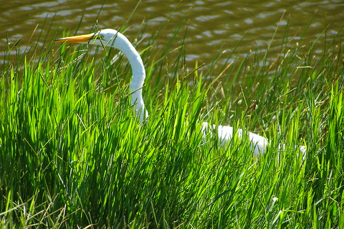 lake bird nature grass birdwatching stalking whatis