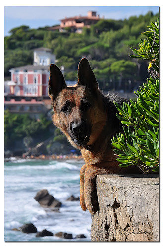 sea dog cane mare curioso curious germanshepherd ghostbuster castiglioncello pastoretedesco gigi49