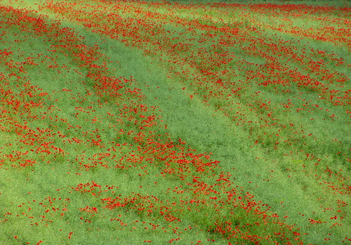 red rot field germany bayern feld poppy wildflower mohn oberfranken wildblume marktrodach sommerleite lkkronach sommerleitemarktrodach