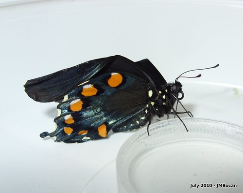 butterflies insects bugs caterpillars pipevineswallowtail battusphilenor