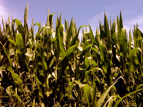corn farm lane newellia