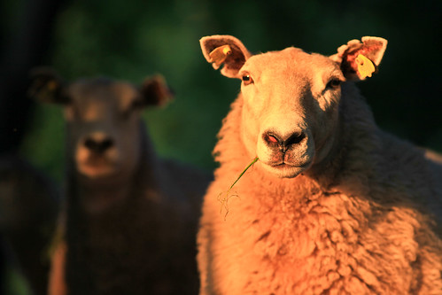 sunset skåne sheep sweden sverige 2010 österlen får f32 tomelilla ef200mmf28lusm bollerup canoneos5dmarkii ¹⁄₅₀₀sek