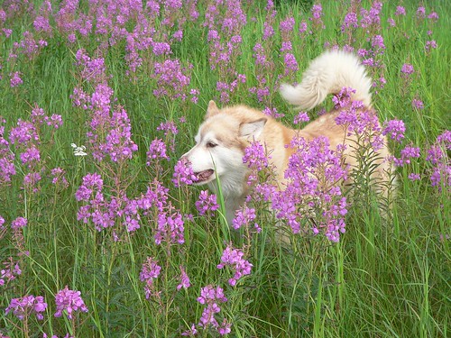 pink summer dog flower malamute yukon logan fireweed abigfave