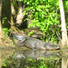 Alligator Canal DSCN3444