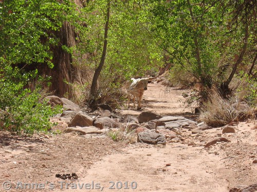 A cow in the trail to Broken Bow Arch, Utah