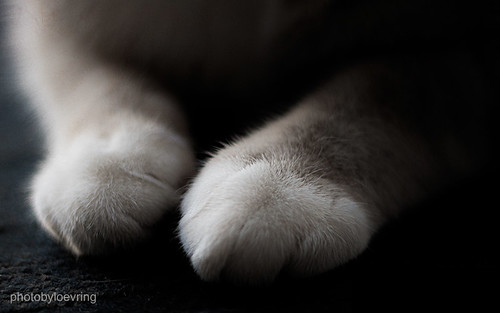 macro cute cat kitten paws