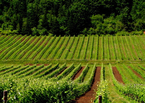 summer vineyard abigfave gaspereauwinery mygearandmepremium mygearandmebronze ahopandskipaway