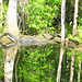 Alligator Canal   DSCN3320