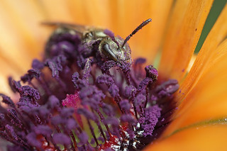 Mmm purple pollen - sweat bee in mesembryanthemum flower #2