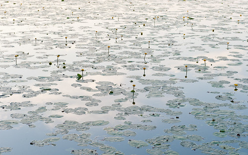 summer lake water finland waterlily kaarina littoinen lumme littoistenjärvi d700 2470mmf28g