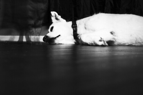 sleeping dog white black eye night cat view floor naples worms relaxed hunt whitedog draming