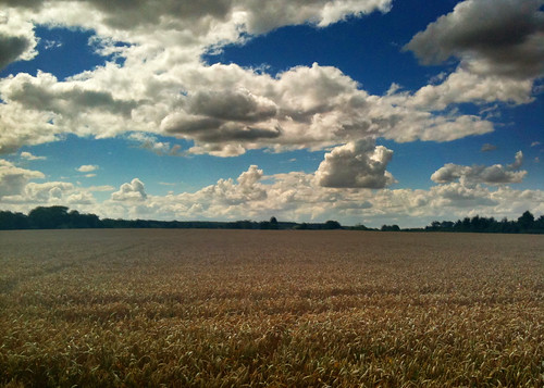 blue sky field clouds project golden day cloudy wheat 365 iphone thesimpsonssky