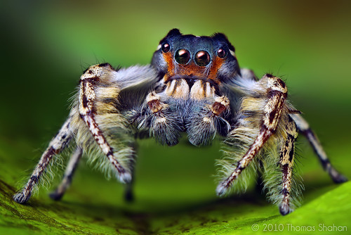 park portrait macro male slr oklahoma nature face k vintage hair lens 50mm prime spider jumping eyes adult legs pentax zoom head thomas arachnid flash tubes center mohawk extension tulsa reversed fangs dslr smc vivitar softbox diffuser arthropod macrophotography salticid shahan oxley f20 phidippus palps salticidae thyristor dendryphantinae k200d putnami justpentax