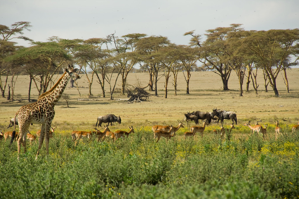 Wildlife - Crescent Island, Lake Naivasha, Kenya