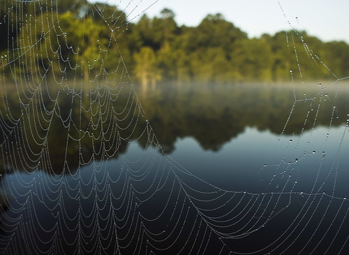 nature water river landscape spider drops web dew droplet