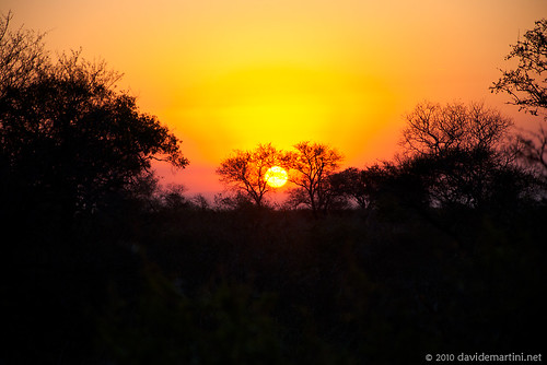 sunset animals sunrise southafrica tramonto alba wildlife krugernationalpark kruger satara skukuza sudafrica