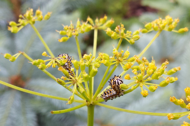 two mostly yellow, spiky caterpillars in the flower blossom, eating
