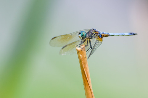 pachydiplaxlongipennis macro dragonfly nature bug insect perch bluedasher odonata philadelphia pennsylvania unitedstates us nikon d7200