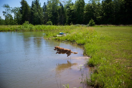 canon 5dmarkii travel novascotia dog jump fly freeze water pond dive
