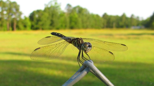 summer canon dragonfly lewis arkansas murphy