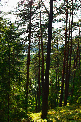 trees tree nature photoshop geotagged estonia pentax km est 2010 eesti loodus da1855mm läänevirumaa estoniannature kaitseala maastikukaitseala uljaste looduskaitse