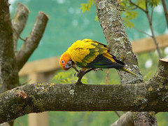 Perroquet d-Amérique du sud (conure soleil) - Photo of La Chaussaire