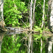 Alligator Canal   DSCN3403
