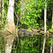 Alligator Canal   DSCN3354