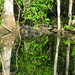 Alligator Canal   DSCN3368