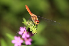 Dragonfly / 蜻蛉(とんぼ)