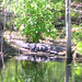 Alligator Canal DSCN3820