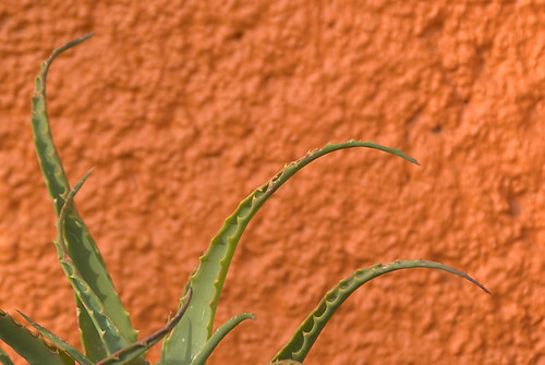 orange plant abstract green nature wall mexico morelia tip vegetation thorns michoacan stucco