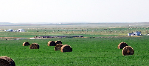 brown canada color colour green afternoon farm sk prairie hay saskatchewan agriculture 2010 maplecreek canadagood thisdecade