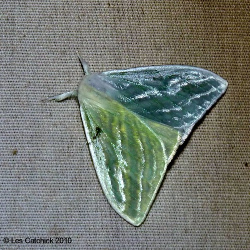 costarica moth unidentified lpjc ranchonaturalista