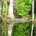 Alligator Canal   DSCN3316