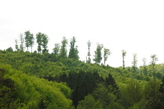 Forest - Photo of Thal-Drulingen