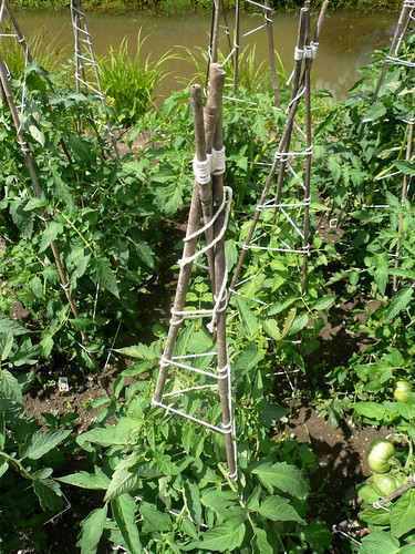 food brown green vegetables june garden landscape outdoors pennsylvania tomatoes bamboo organic edible horticulture twine thefarm supports teepees