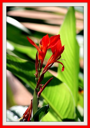 iris red flower lily picnik houstonzoo cannalily viewonblack cooliriscommunity