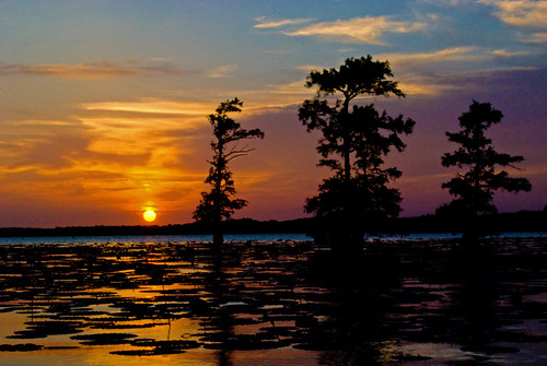sunset nature louisiana swamp lilypads cypresstrees caddolake oilcity caddoparish