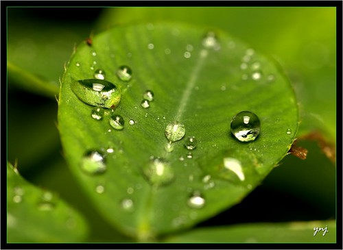 Photo:Water Drops Collection (unveiled) By:Yogendra174