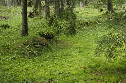 beautiful composition forest moss europe estonia fungi magical casioexilim eesti estland aegna sammal harjumaa roheline photoimage greencolor sooc gisteqphototrackr exf1 geosetter year2010 geotaggedphoto gettyvacation2010 фотоfoto